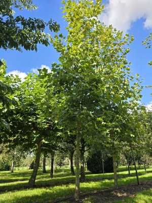 Afbeelding Plataan - Platanus hispanica