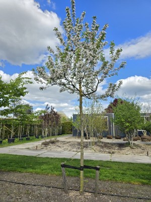 Afbeelding Rode sierappel met witte bloesem - Malus 'Red Sentinel'