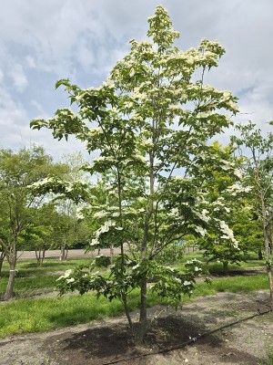 Afbeelding Japanse grootbloemige kornoelje - Cornus kousa 'Venus'