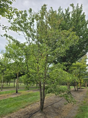 Afbeelding Veelbloemige kornoelje 'Cherokee Chief' - Cornus florida 'Cherokee Chief'