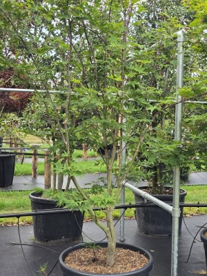 Afbeelding Japanischer Ahorn - Acer palmatum 'Osakazuki'