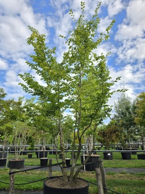 Afbeelding Hainbuche - Carpinus betulus