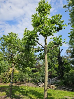 Afbeelding Franse knotplataan - Platanus x hispanica