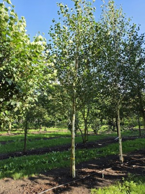 Afbeelding Witte berk - Betula utilis 'Jacquemontii' (Doorenbos)