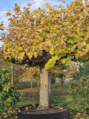 Afbeelding Amerikanische großblättrige Linde - Tilia americana 'Nova'