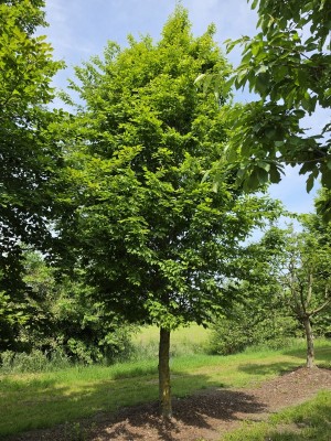 Afbeelding Schmale Säulen-Hainbuchen auf Halbstamm - Carpinus betulus 'Frans Fontaine'   (Fastigiata)