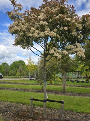 Afbeelding Glansmispel hoogstam boom - Photinia fraserii 'Red Robin'