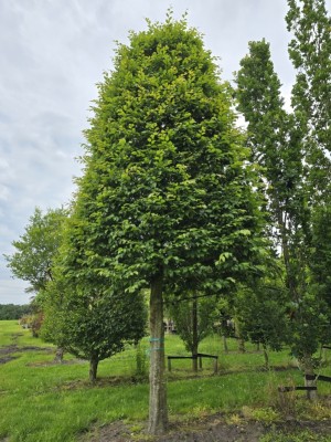 Afbeelding Haagbeuk - Carpinus betulus Fastigiata