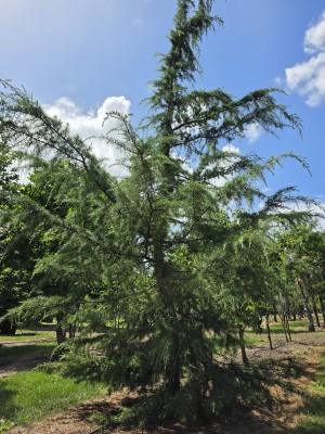 Afbeelding Ceder - Cedrus deodara
