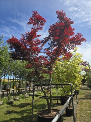 Afbeelding Japanse Esdoorn - Acer palmatum 'Bloodgood'