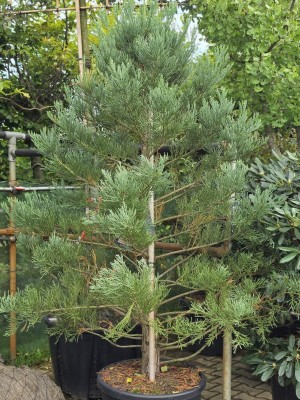 Afbeelding Mammoetboom - Sequoiadendron Giganteum Healthy Mammoth One