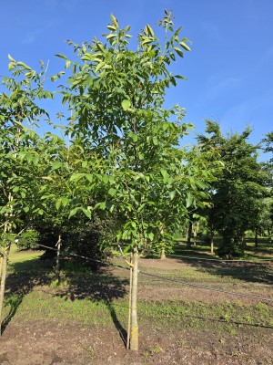 Afbeelding Walnoot - Juglans regia
