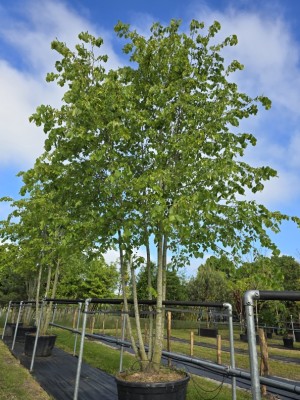 Afbeelding Hollandse Linde, Meerstammige Koningslinde - Tilia x europaea 'Pallida'