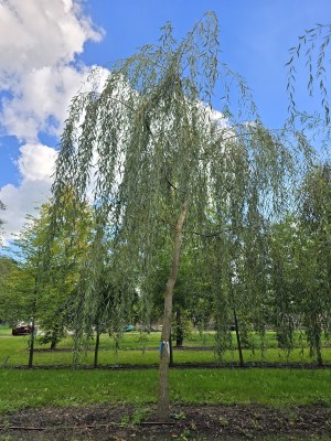 Afbeelding Trauerweide - Salix x sepulcralis 'Chrysocoma'