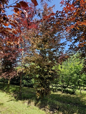 Afbeelding Rotbuche - Fagus sylvatica 'Atropunicea'
