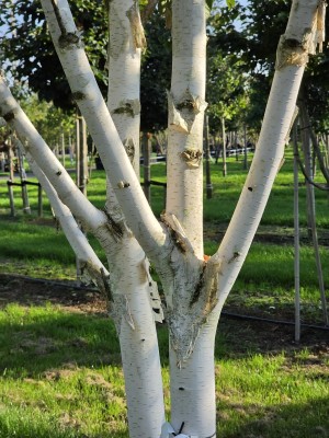Afbeelding Himalaya-Birke - Betula utilis 'Doorenbos'