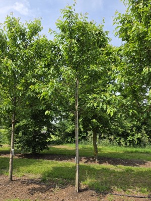 Afbeelding Kers 'Regina' - Prunus avium 'Regina'