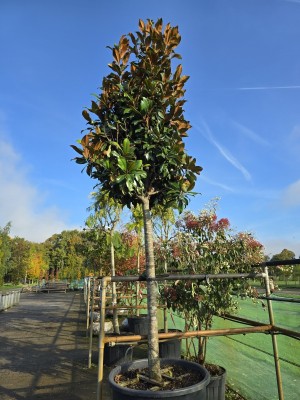 Afbeelding Magnolia grandiflora 'Galissonnière' - Magnolia grandiflora 'Galissonnière'