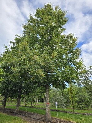 Afbeelding Edelkastanie - Castanea sativa
