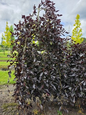 Afbeelding Rode Treurbeuk in compacte vorm - Fagus sylvatica 'Purple Fountain'