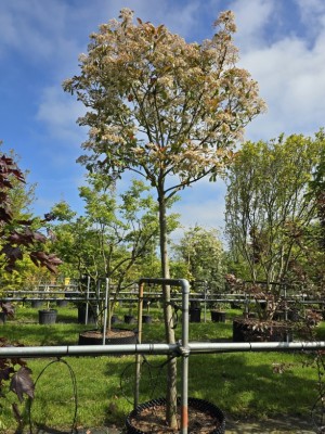 Afbeelding Glansmispel - Photinia fraseri 'Red Robin'