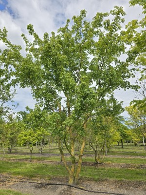 Afbeelding Feldahorn als Kletterbaum, Kletterbaum oder Spi... - Acer campestre