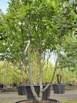Afbeelding Magnolia 'Susan' - Magnolia 'Susan'
