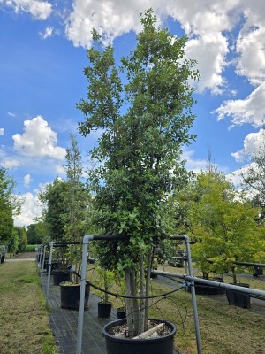 Afbeelding Steeneik - Quercus ilex