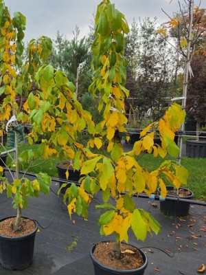 Afbeelding PawPaw-Baum - Asimina Triloba