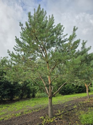 Afbeelding Grove Den - Pinus sylvestris