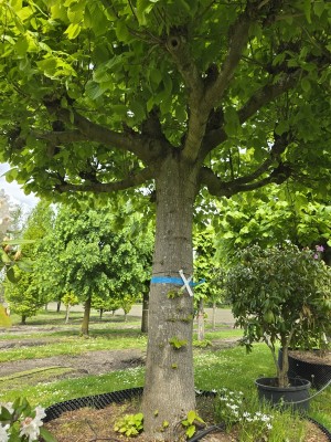 Afbeelding Amerikaanse grootbladige Linde - Tilia americana 'Nova'