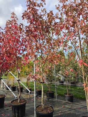 Afbeelding Amberboom - Liquidambar styraciflua 'Worplesdon'