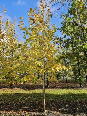 Afbeelding Krimlinde - Tilia x europaea 'Euchlora'