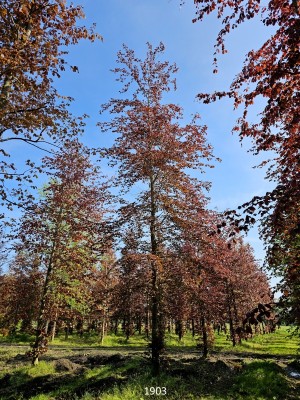 Afbeelding Rode beuk - Fagus sylvatica 'Atropunicea'