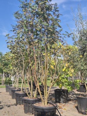 Afbeelding Eberesche - Sorbus aucuparia