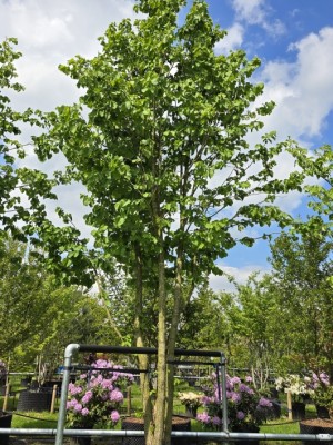 Afbeelding Turkse Hazelaar - Corylus colurna