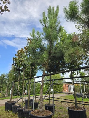 Afbeelding Zeeden - Pinus Pinaster