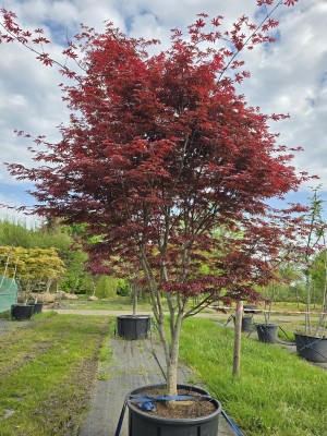 Afbeelding Japanse Esdoorn - Acer palmatum 'Trompenburg'