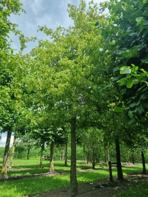 Afbeelding Hainbuche - Carpinus Betulus