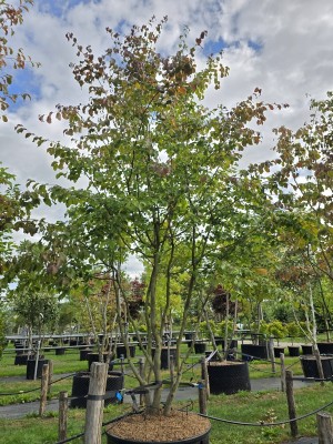 Afbeelding Persisches Eisenholz - Parrotia persica