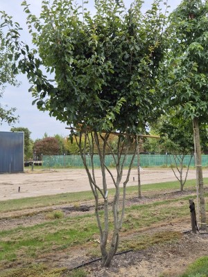 Afbeelding Persisches Eisenholz 'Vanessa' - Parrotia persica 'Vanessa'