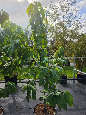 Afbeelding PawPaw boom - Asimina Triloba