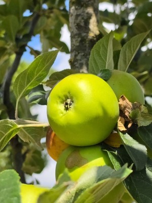 Afbeelding Jakob Lebel Kochapfel - Malus domestica 'Jacques Lebel'