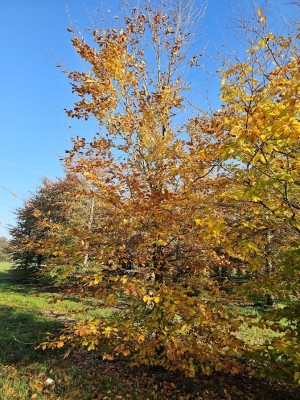 Afbeelding Groene beuk als struikboom - Fagus sylvatica