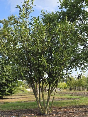 Afbeelding Laurierkers 'Caucasica' - Prunus laurocerasus 'Caucasica'
