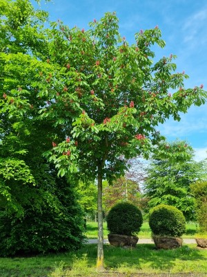 Afbeelding Rode Pavia - Aesculus pavia 'Atrosanguinea'