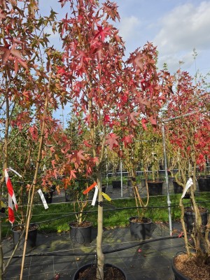 Afbeelding Amberboom - Liquidambar styraciflua 'Worplesdon'