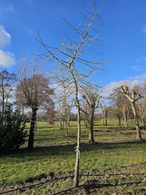 Afbeelding Zwarte tupeloboom - Nyssa sylvatica