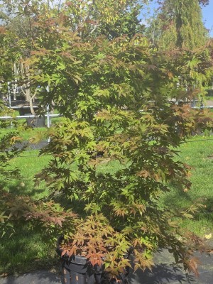 Afbeelding Japanischer Ahorn - Acer palmatum 'Osakazuki'