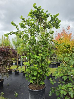 Afbeelding Italiaanse hazelaar met grote noten - Corylus avellana 'Tonda Romana'